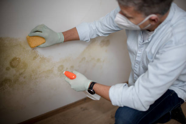 Best Mold Removal Process  in Prior Lake, MN
