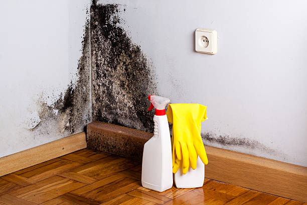 Mold Testing and Removal in Prior Lake, MN